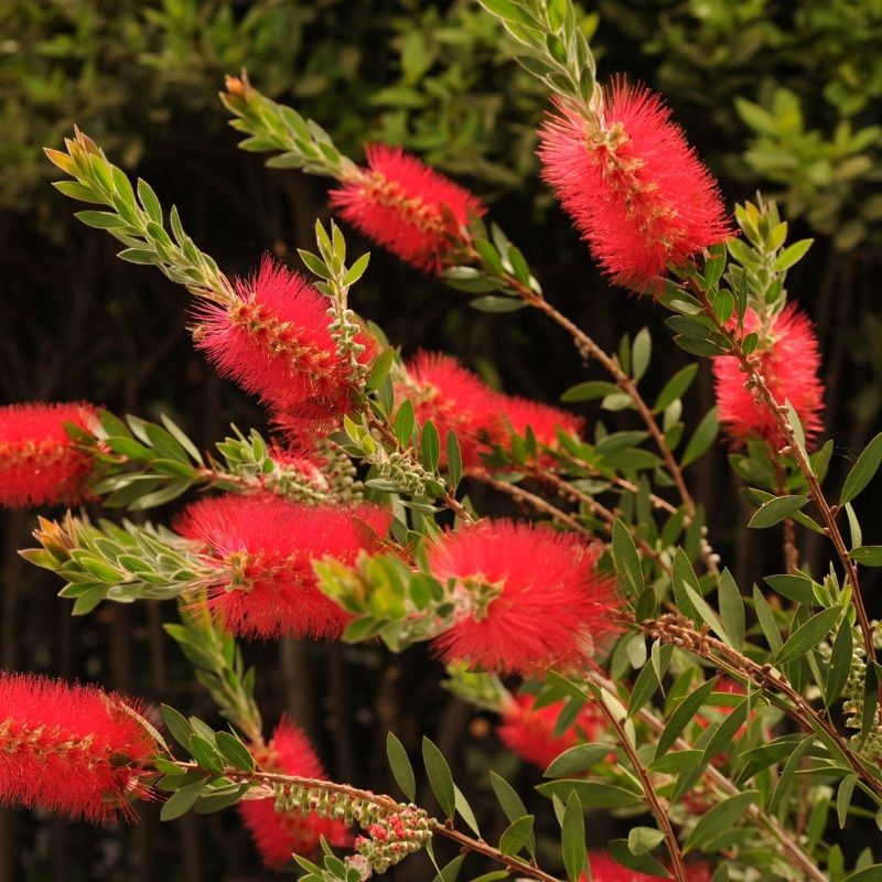 Bottlebrush masotti | Callistemon masotti P21 on a Stem in Bud/Flower - Image 3