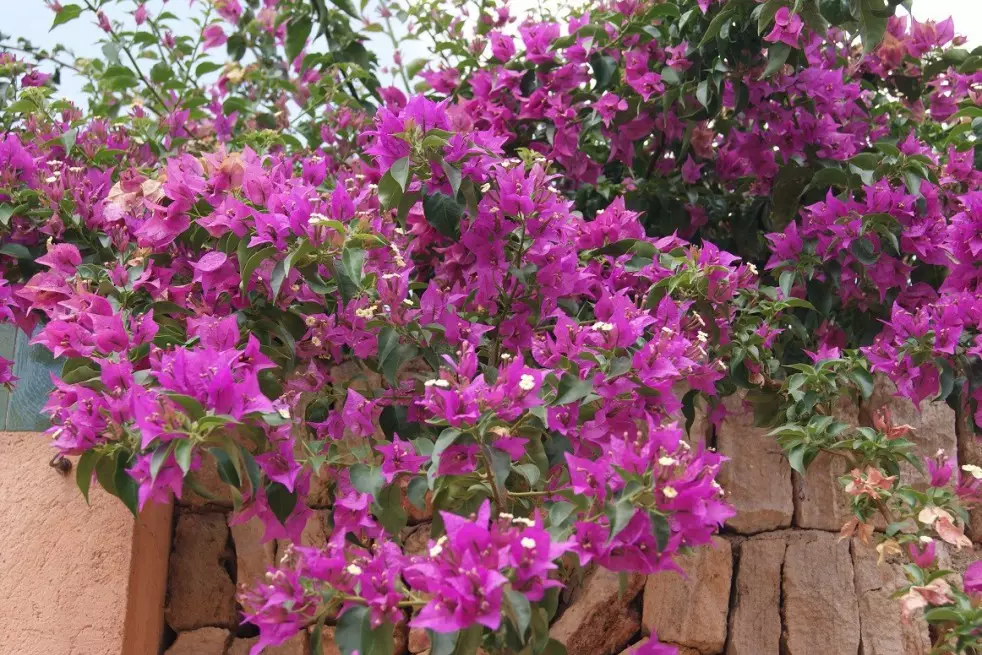 Bougainvillea 'Alexandra' on Trellis P17 - Image 2