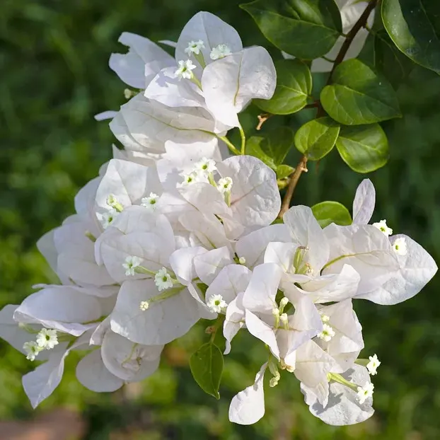 Bougainvillea mix P17 on trellis - Image 3