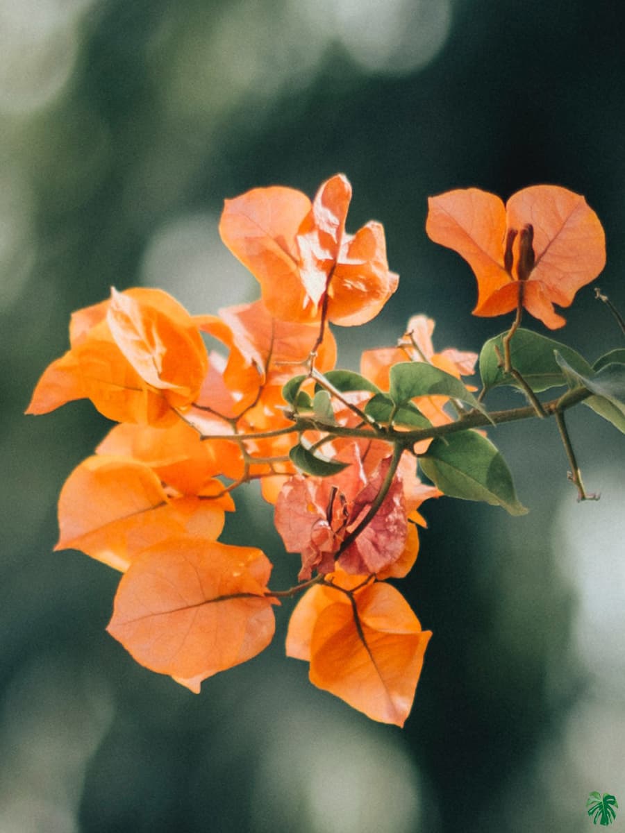 Bougainvillea mix P17 on trellis - Image 4