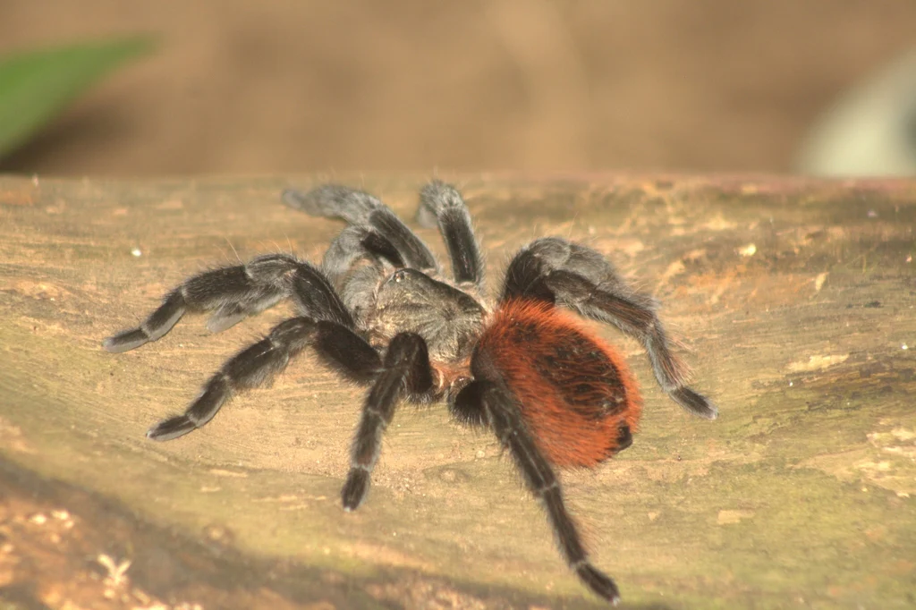 Mexican Red Rump Tarantula| Tliltocatl (ex. Brachypelma) kahlenbergi (Med) - Image 2