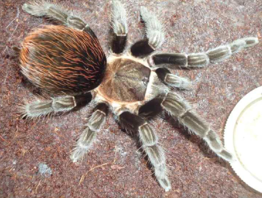 Mexican Red Rump Tarantula| Tliltocatl (ex. Brachypelma) kahlenbergi (Med) - Image 3