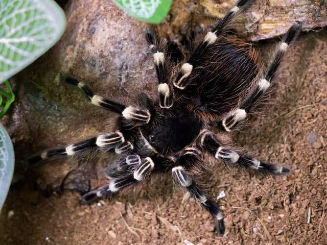 Brazilian White Knee Tarantula | Acanthoscurria geniculata (Med)