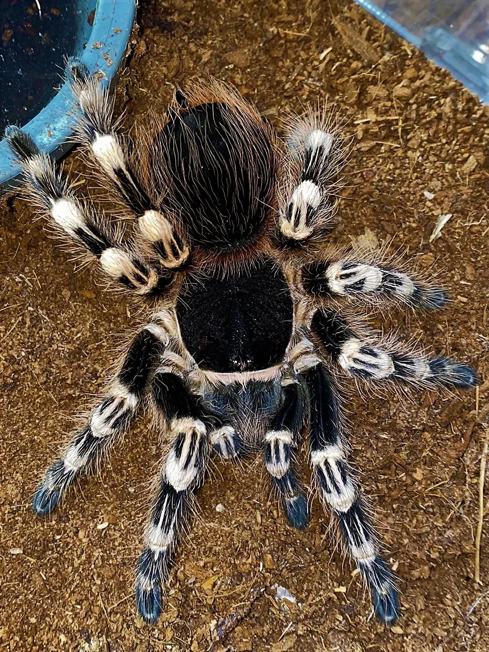 Brazilian White Knee Tarantula | Acanthoscurria geniculata (Med) - Image 2