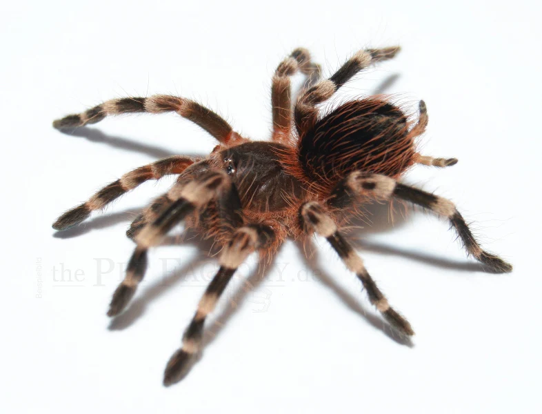 Brazilian White Knee Tarantula | Acanthoscurria geniculata (Med) - Image 3
