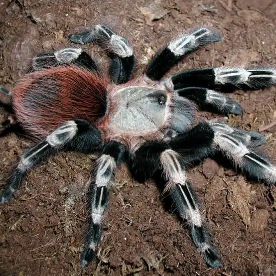 Brazilian Red and White Tarantula | Nhandu chromatus - Image 2
