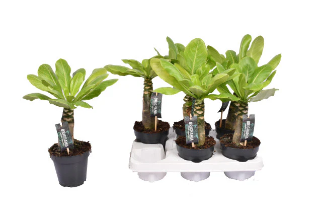 Brighamia insignis | Hawaiian Palm - Image 2