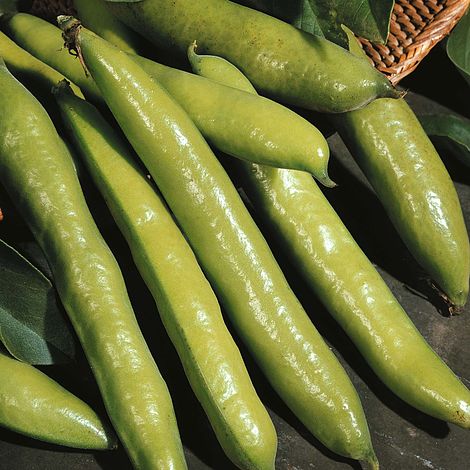 Broad Bean 'Aquadulce Claudia' - Image 2