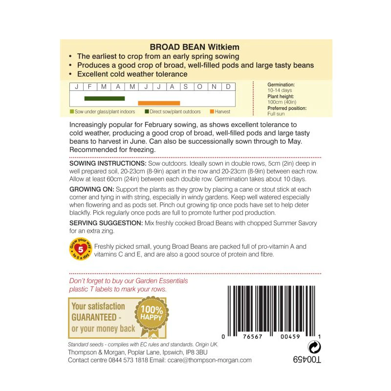 Broad Bean 'Witkiem' - Image 2