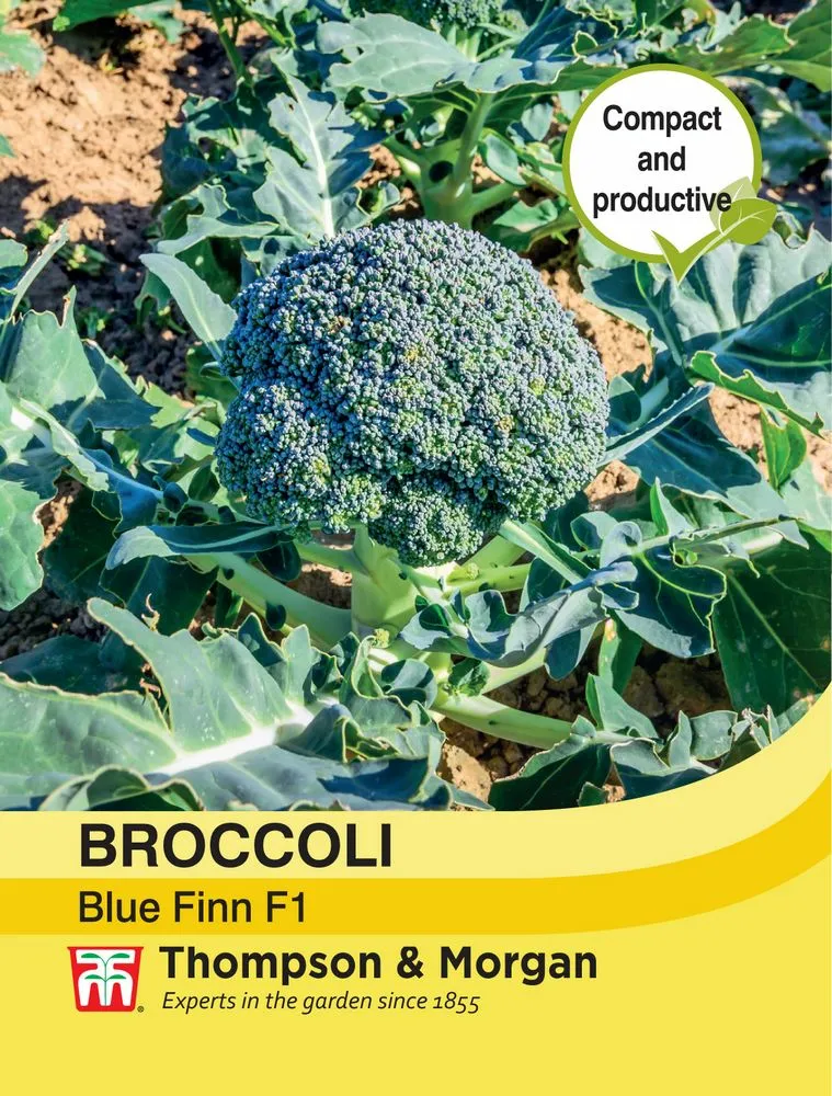Broccoli 'Blue Finn' F1 Hybrid (Calabrese)