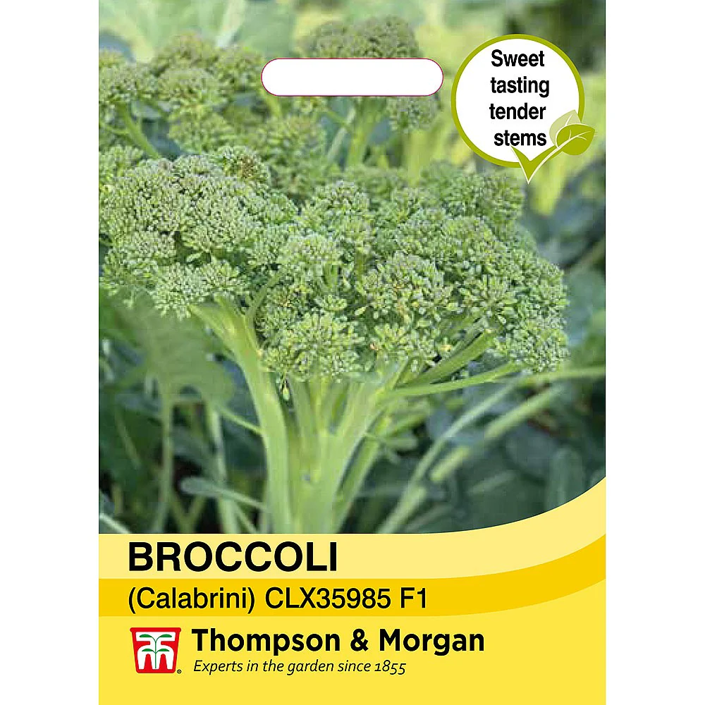 Broccoli 'Sweet Returns' F1 (Calabrini) (White Sprouting)