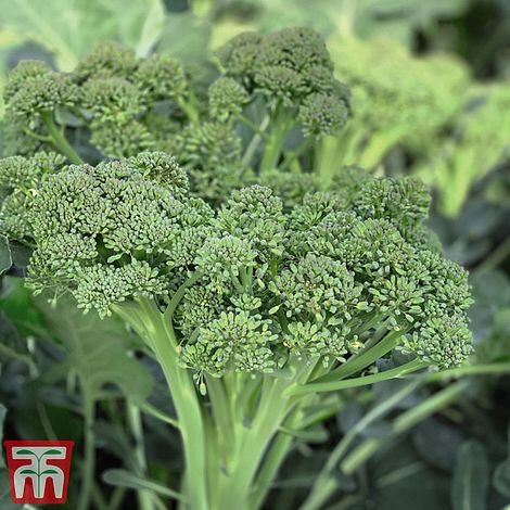 Broccoli 'Sweet Returns' F1 (Calabrini) (White Sprouting) - Image 2