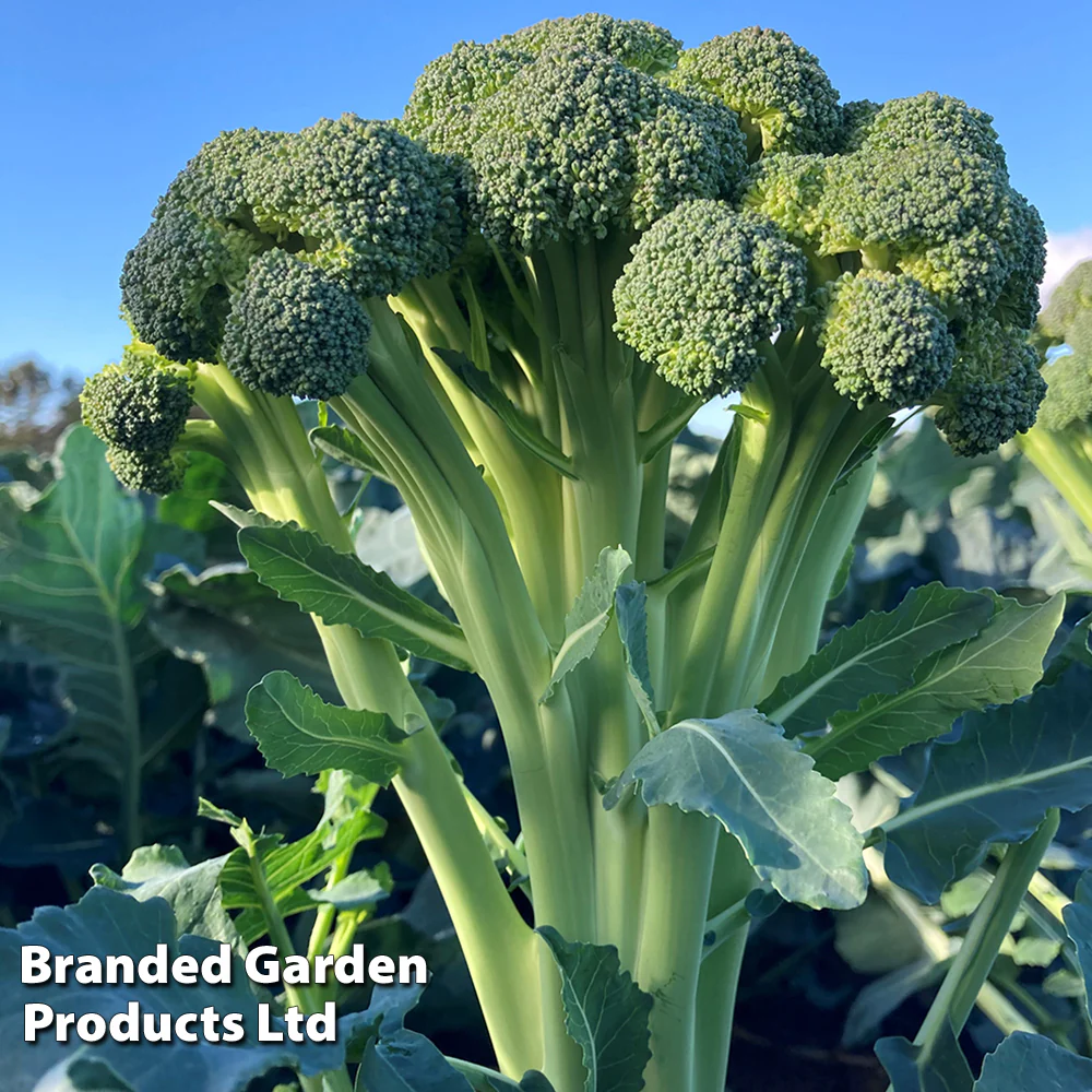 Broccoli (Easy Floret) 'Skytree' F1 - Image 3