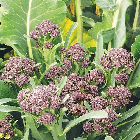 Broccoli 'Summer Purple' (Purple Sprouting) - Image 2