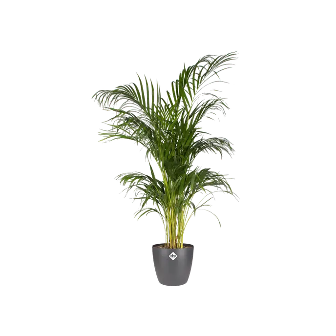 Elho Brussels Round 30cm Anthracite - Image 2