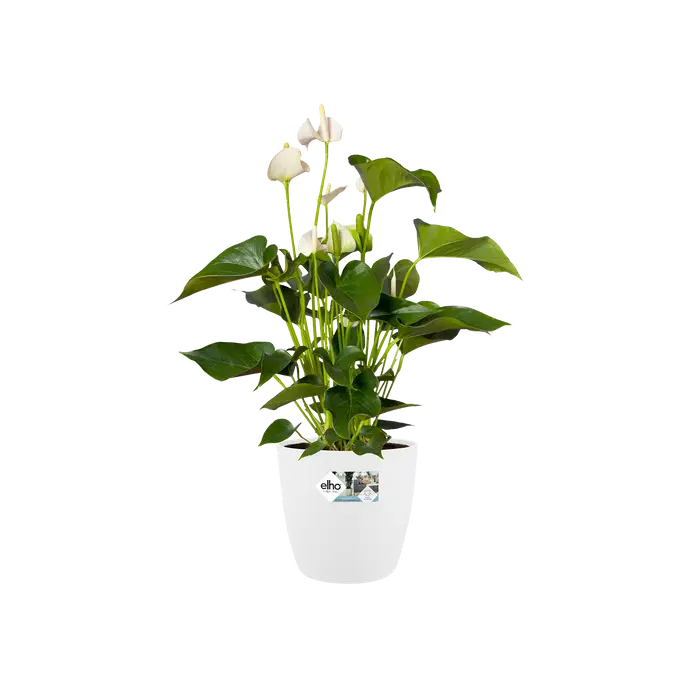Elho Brussels Round Wheels 40cm White - Image 2