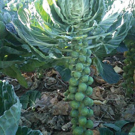 Brussels Sprout 'Bright' F1 Hybrid - Image 2
