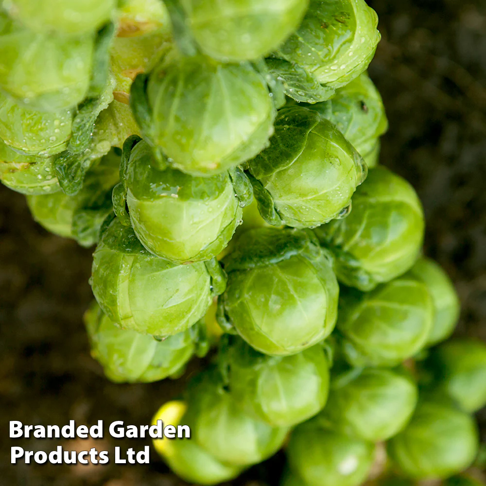 Brussels Sprout 'Cryptus' F1 - Image 2