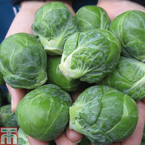 Brussels Sprout 'Cryptus' F1 - Image 3
