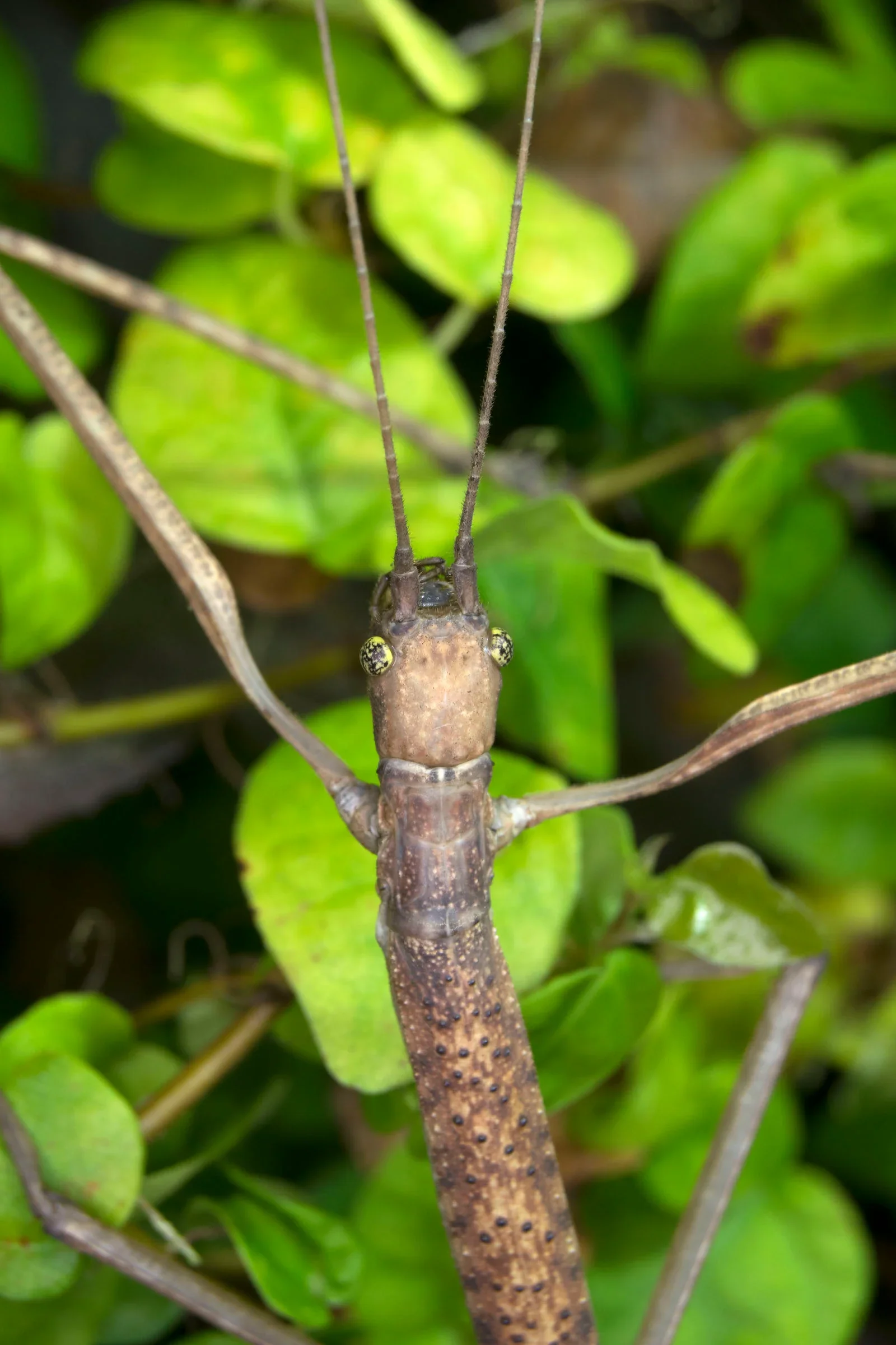 Budwing Stick Insect - Image 2