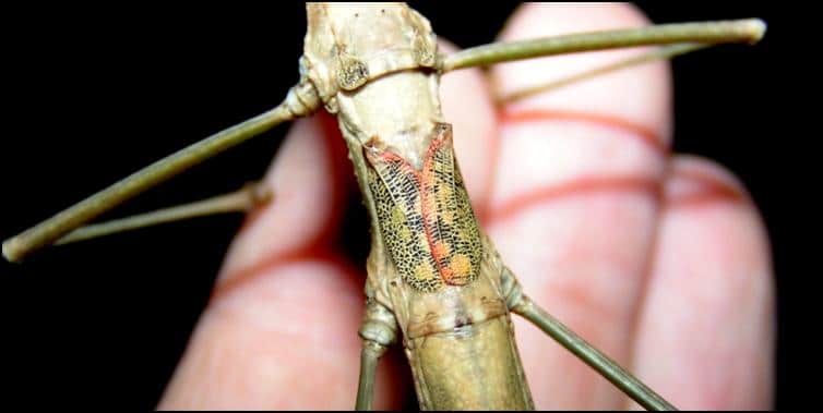 Budwing Stick Insect - Image 3