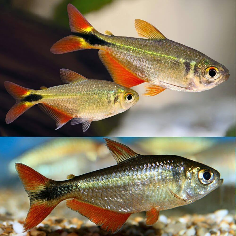 Buenos Aires Tetra - Image 2