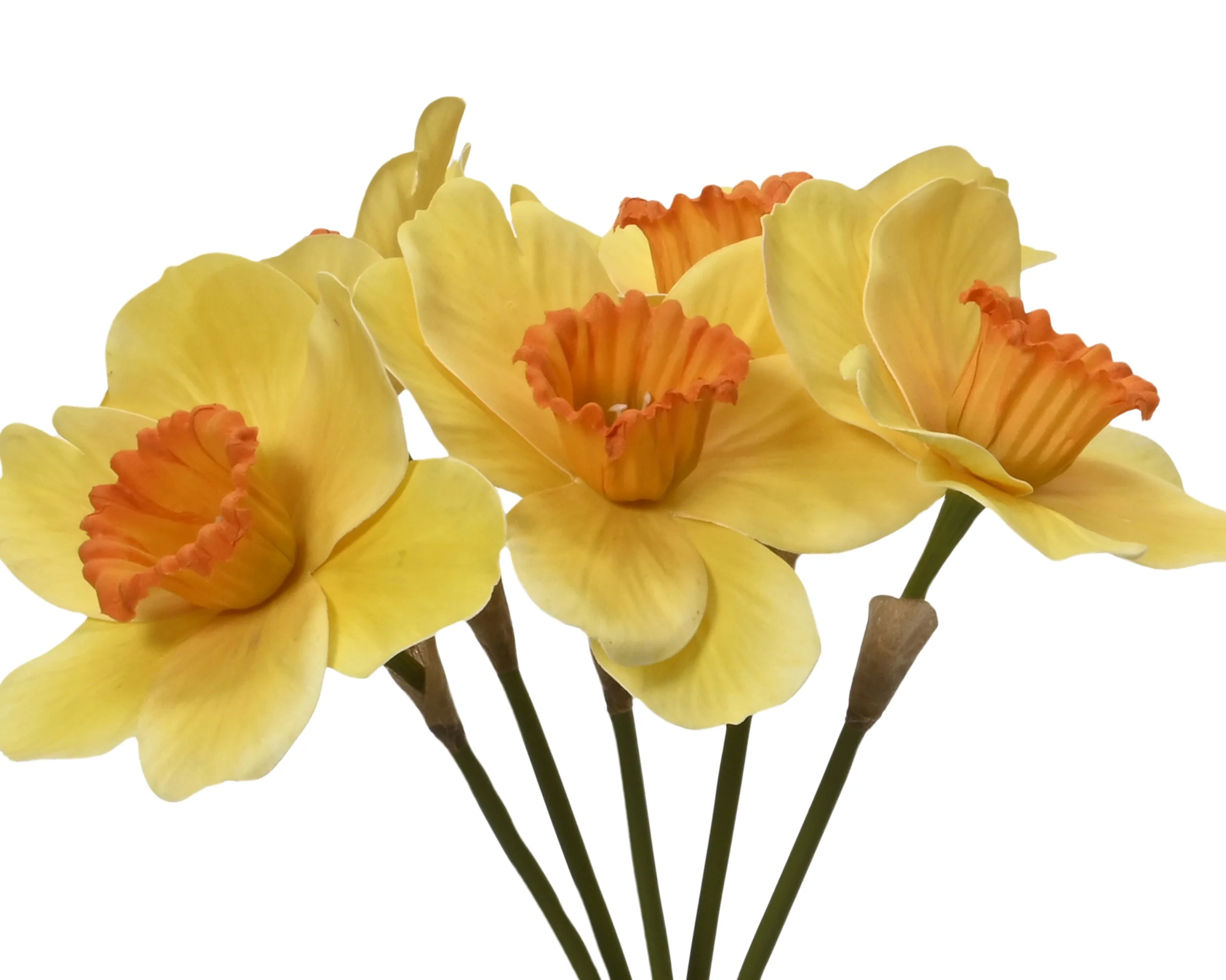 Bundle narcissus - sold separately - Image 3