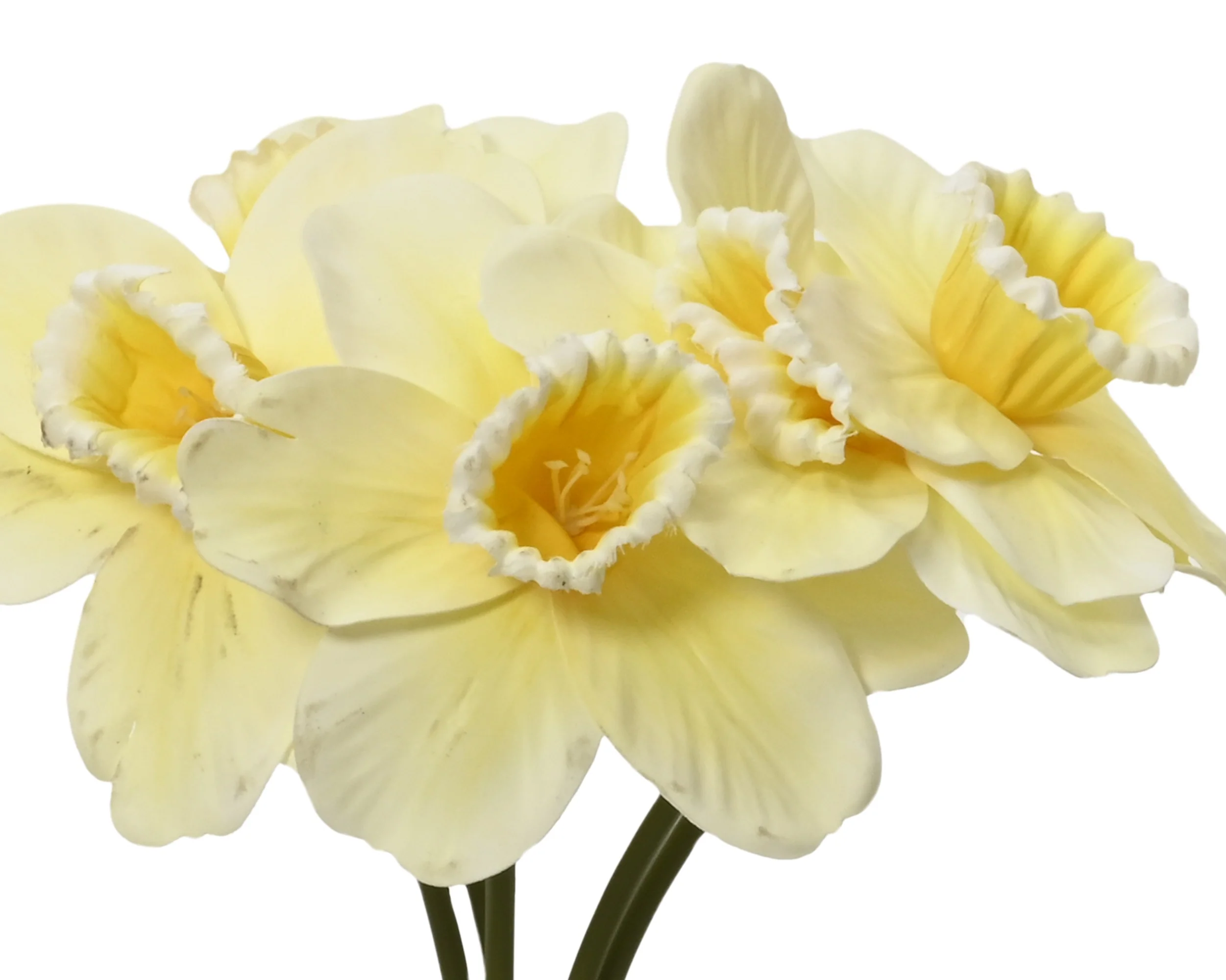 Bundle narcissus - sold separately - Image 4