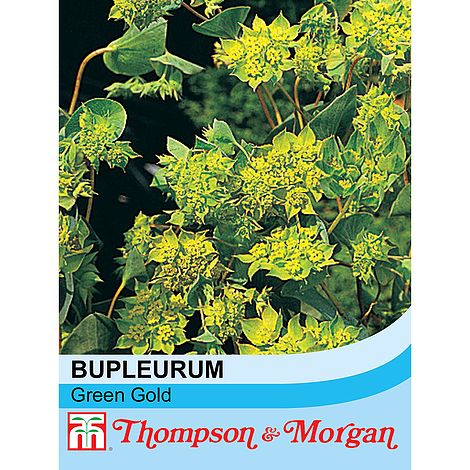 Bupleurum rotundifolium Green Gold
