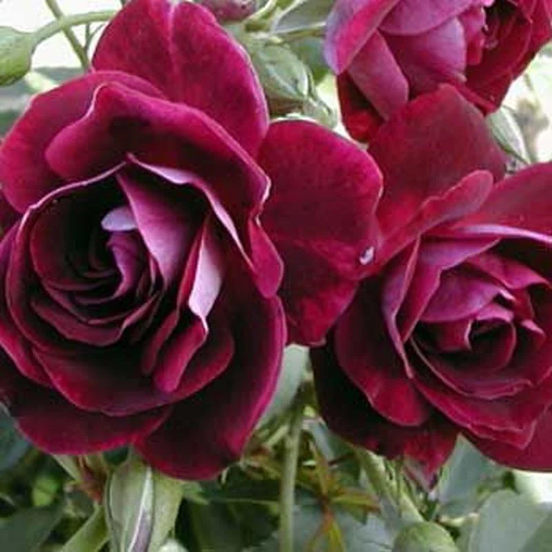 Burgundy Ice Floribunda Rose 4.5L