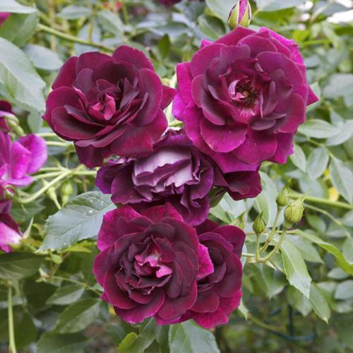Burgundy Ice Floribunda Rose 4.5L - Image 2