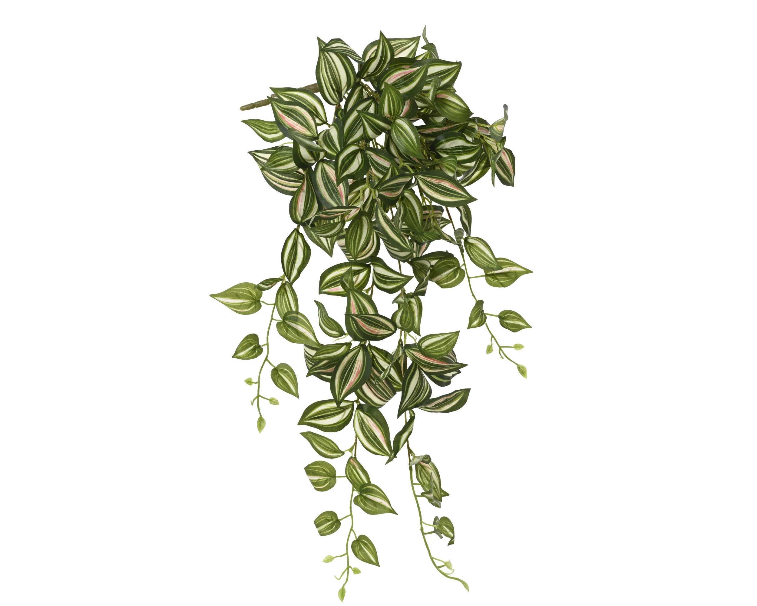 Bush tradescantia - Image 2