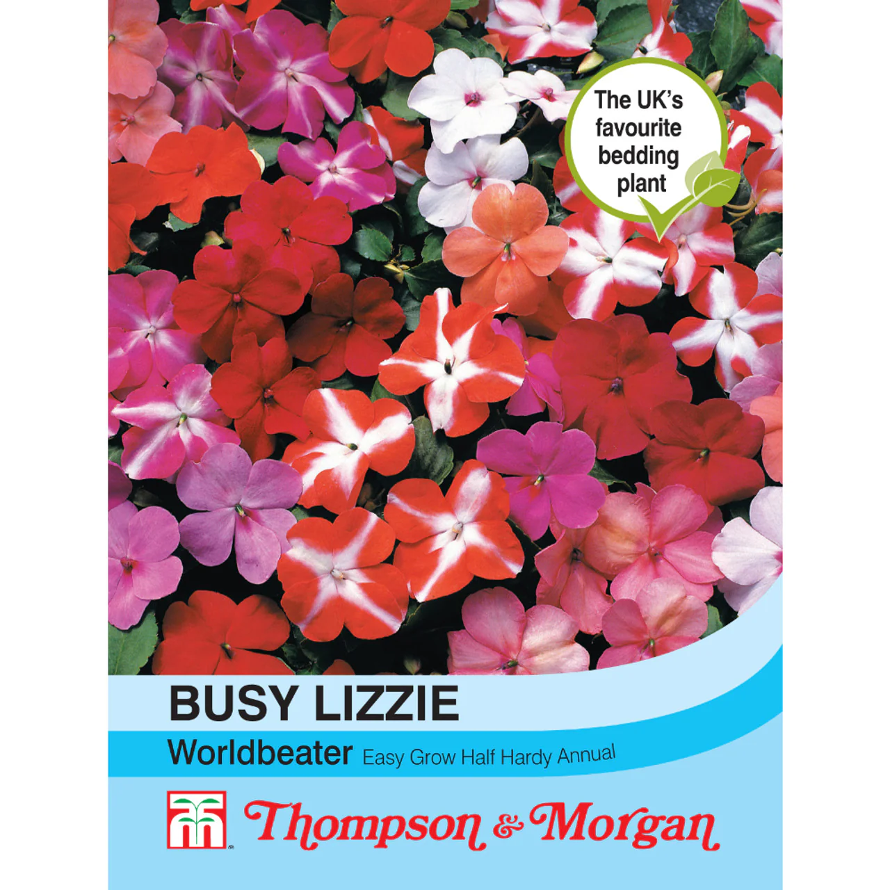 Busy Lizzie 'Worldbeater' - Image 2