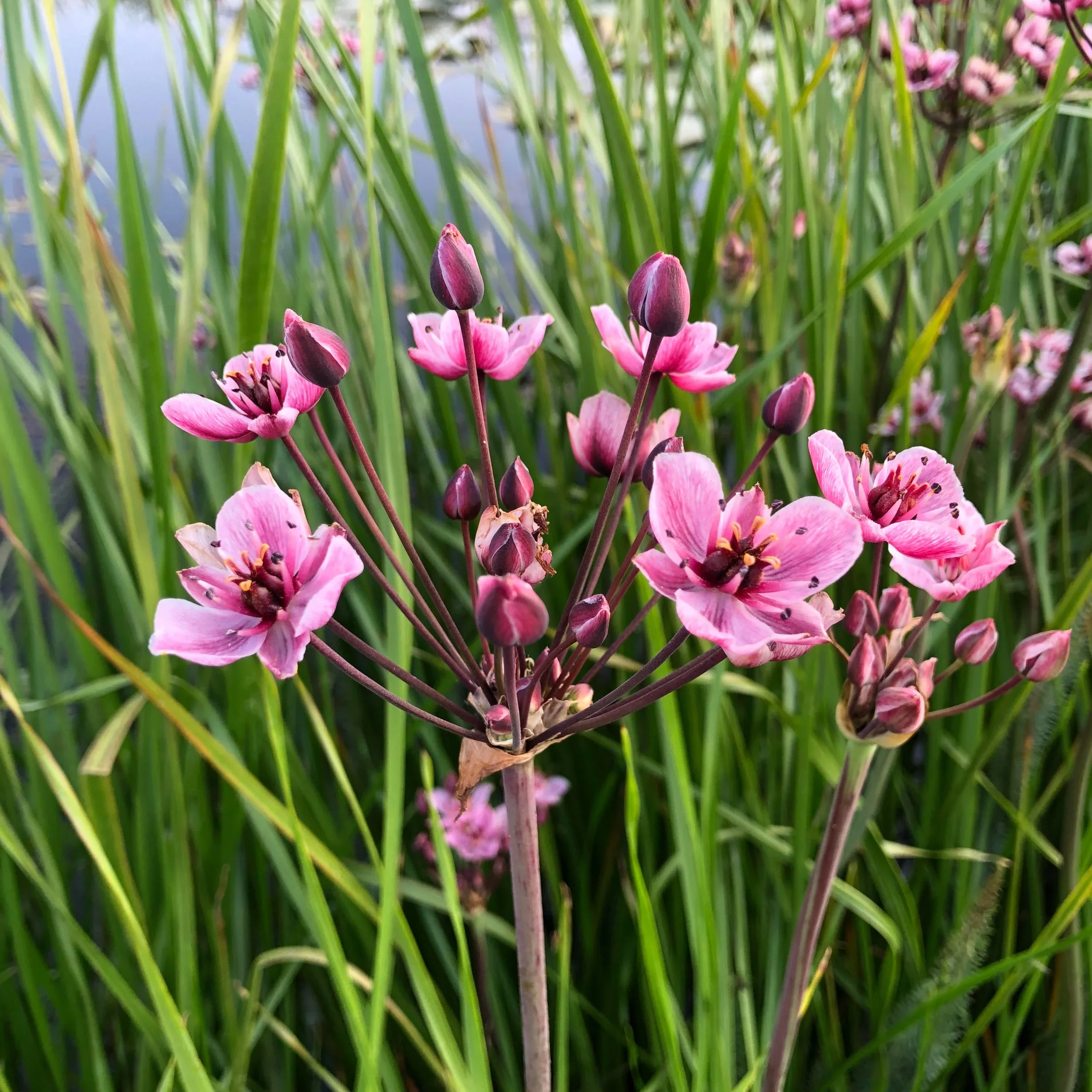 Butomus umbellatus P9 - Image 2