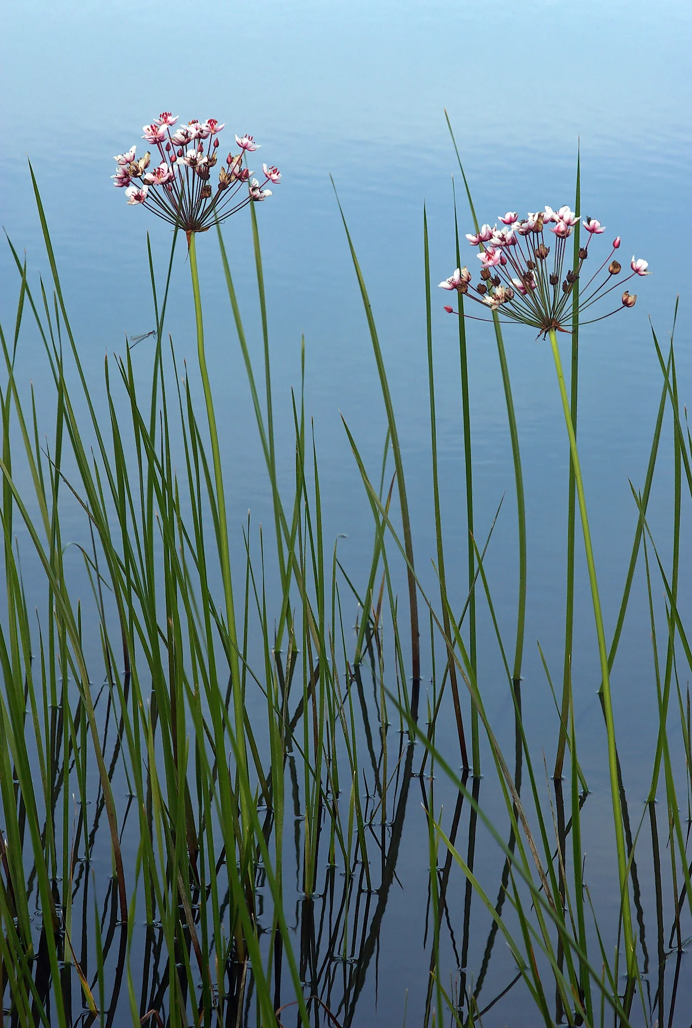 Butomus umbellatus P9 - Image 3