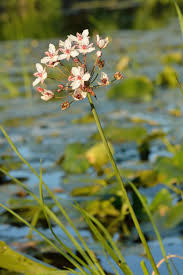 Butomus umbellatus P9 - Image 4