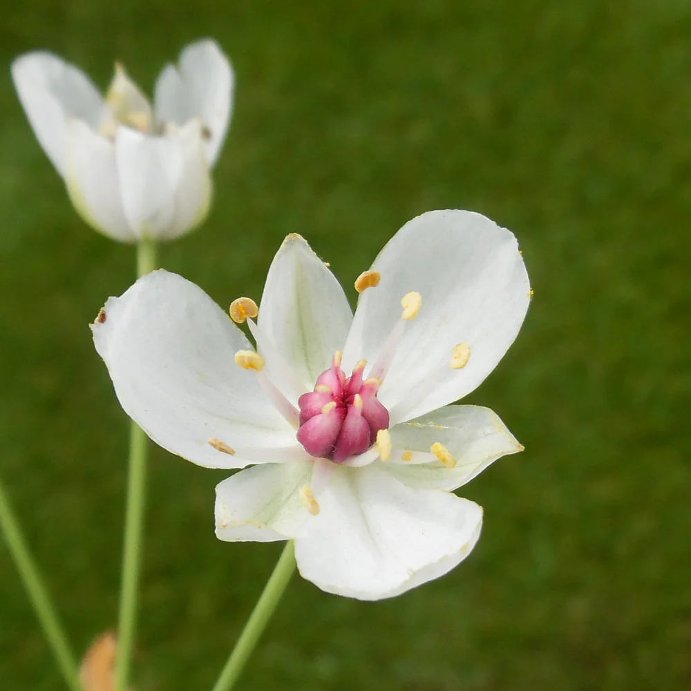 Butomus umbellatus 'Schneeweisschen' | White Flowering Rush P9 - Image 2