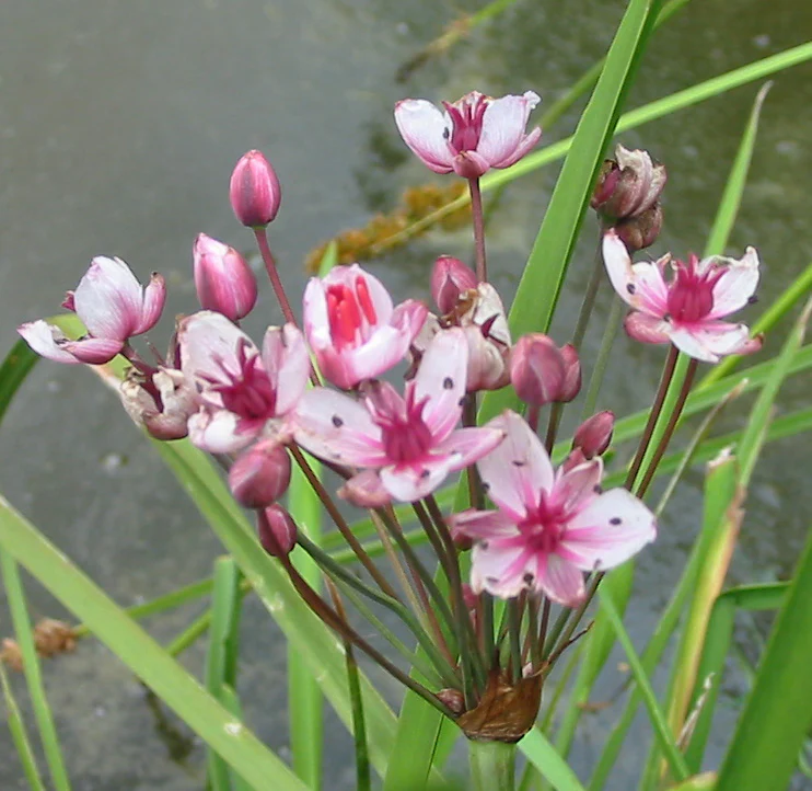 Butomus umbellatus 'Schneeweisschen' | White Flowering Rush P9 - Image 3