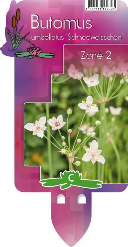 Butomus umbellatus 'Schneeweisschen' | White Flowering Rush P9 - Image 4