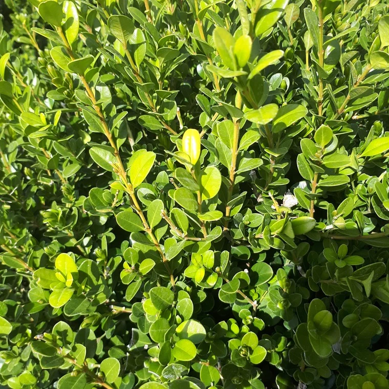Buxus Sempervirens (Ball - 30cm) - Image 2