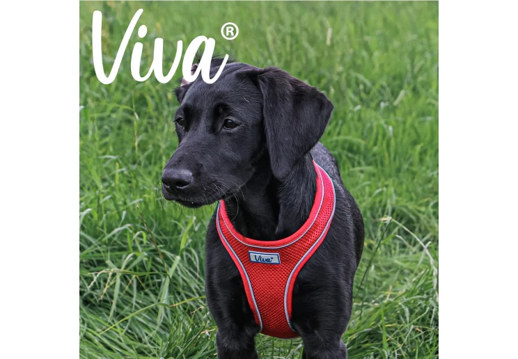 Ancol Viva Comfort Mesh Dog Harness Red Small (34-45cm Chest) - Image 3
