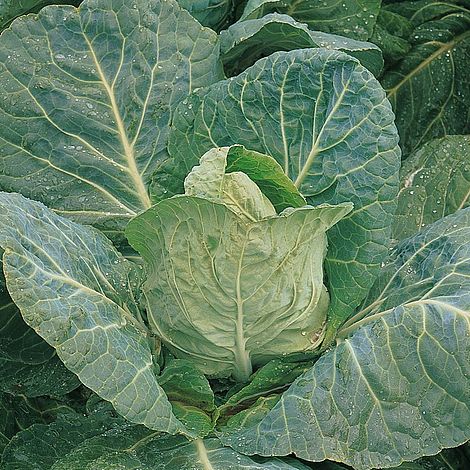 Cabbage 'Durham Early' (Spring) - Image 2