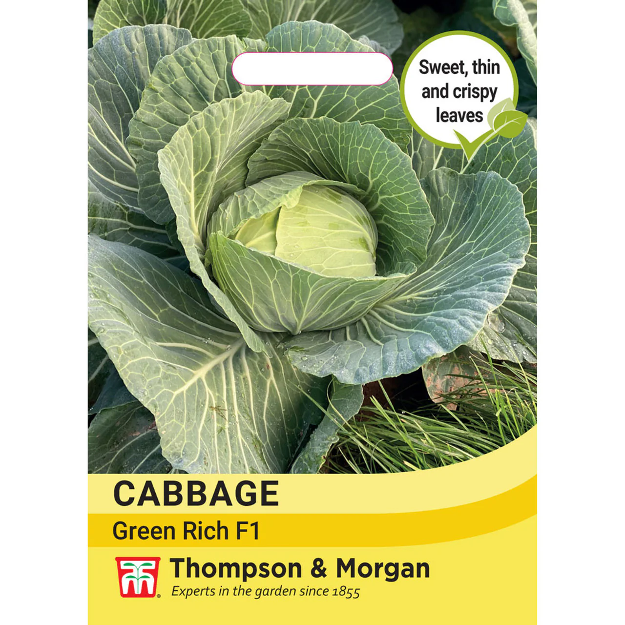 Cabbage 'Green Rich' F1 (Summer/Autumn)