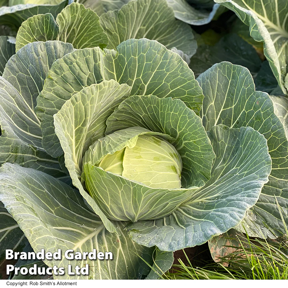 Cabbage 'Green Rich' F1 (Summer/Autumn) - Image 2