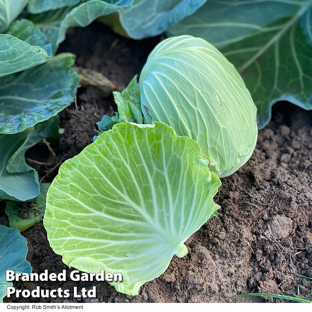 Cabbage 'Green Rich' F1 (Summer/Autumn) - Image 3