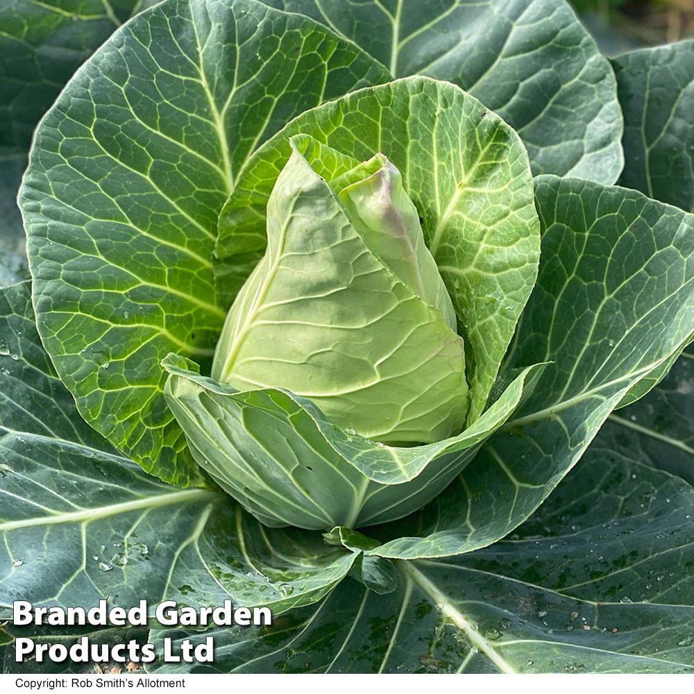 Cabbage 'Marquess' F1 Hybrid (Autumn Sweetheart Type) - Image 3