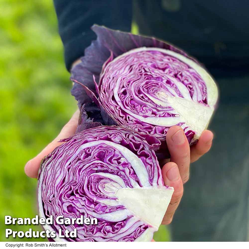 Cabbage 'Pretino' F1 - Image 2