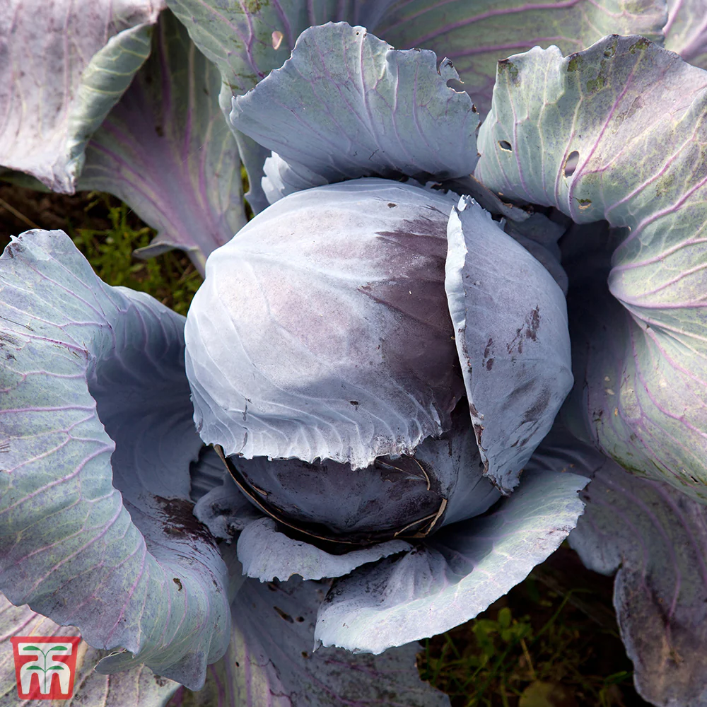 Cabbage 'Ruby Ball' F1 Hybrid (Autumn) - Image 2