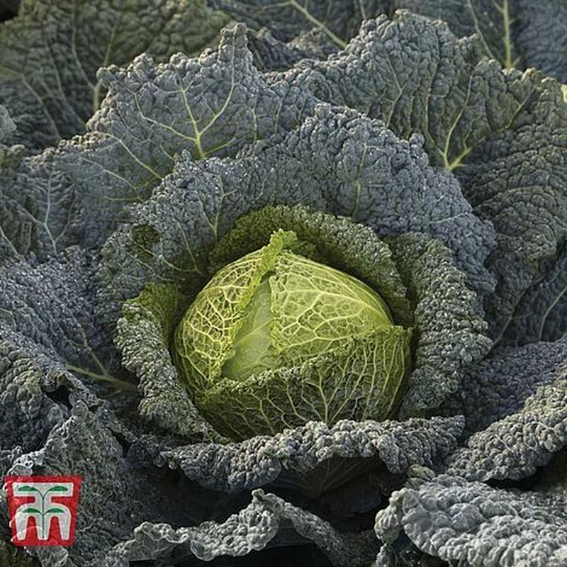 Cabbage 'Cordesa' (Autumn Savoy) - Image 2