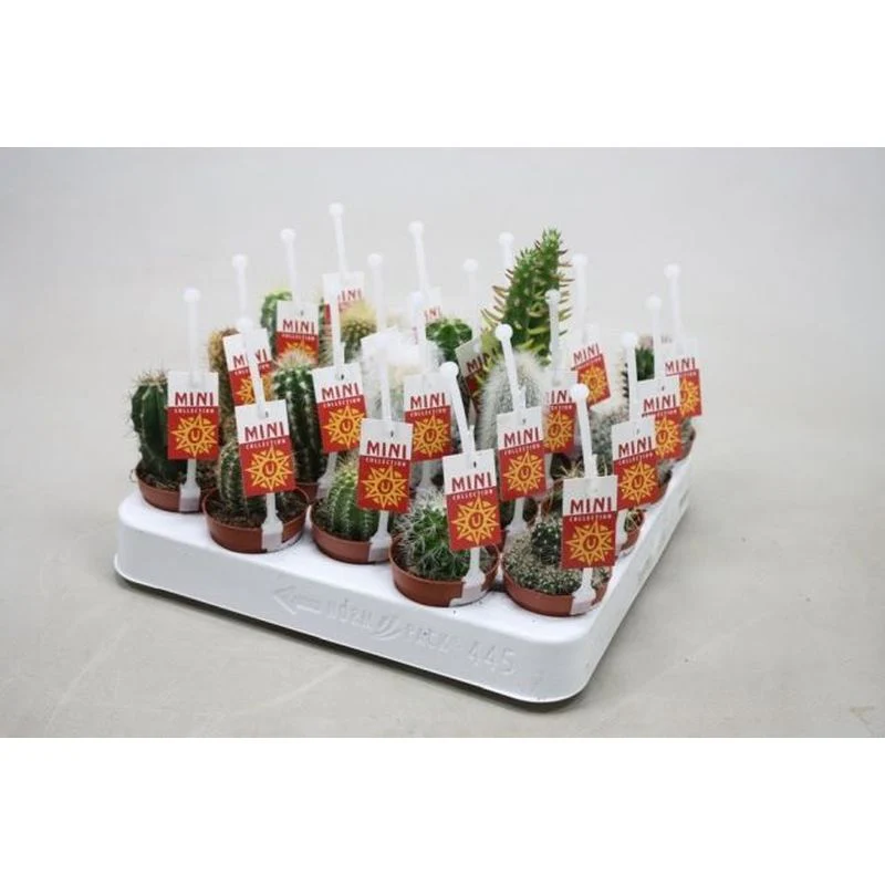 Cactus Mix P5.5 With label and Picker